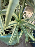 Variegated Aloe Succulent Cuttings - 2 Pcs - Aloe Variegata