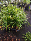 Ginger Plant - Live Culinary Root - Non-GMO, Pesticide-Free - Zingiber officinale - 1 Plant from Ocala, Florida