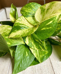 Rooted Pothos Cuttings - 10 Pack - Easy Care Houseplant - Epipremnum aureum