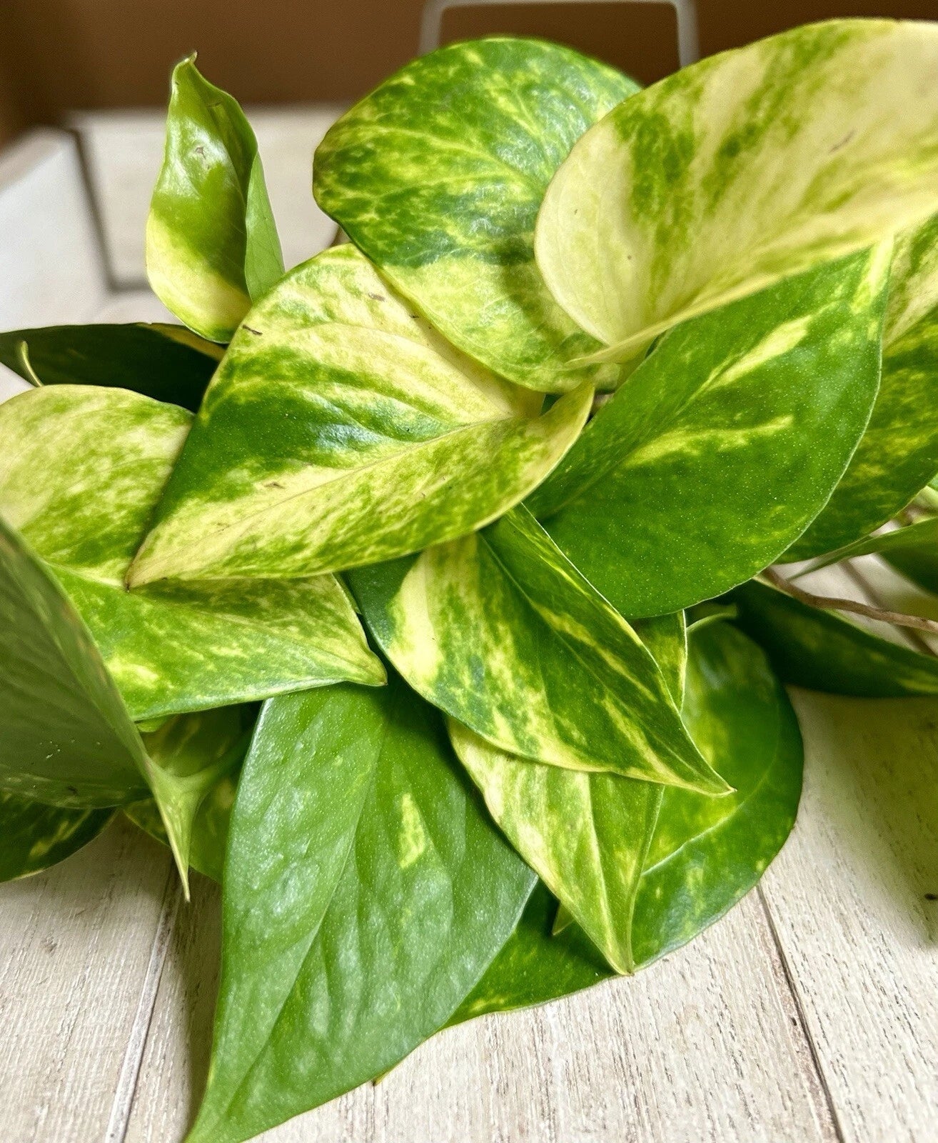 Rooted Pothos Cuttings - 10 Pack - Easy Care Houseplant - Epipremnum aureum