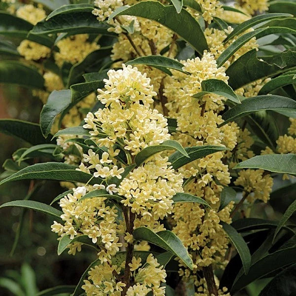 Fudingzhu Fragrant Tea Olive Starter Plant - Well-Rooted Osmanthus Plant (Osmanthus fragrans)