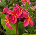 Rooted Plumeria Plant Cutting - Fruit Punch - 15" with 2 Long Tips - Plumeria rubra