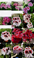 Geranium Perennials Collection, 3 Varieties, 8 Inch Plants in 3” Pots, Pelargonium