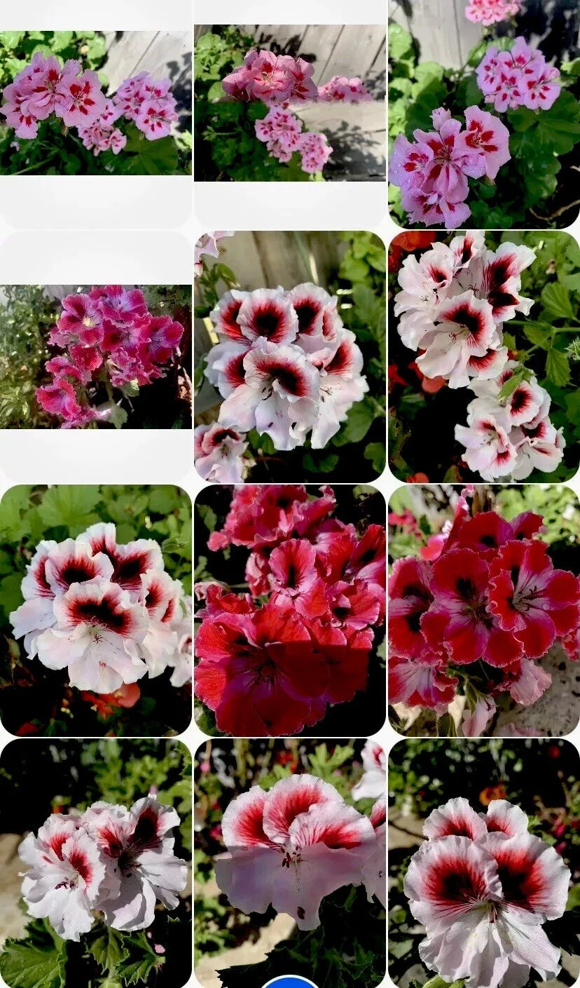 Geranium Perennials Collection, 3 Varieties, 8 Inch Plants in 3” Pots, Pelargonium