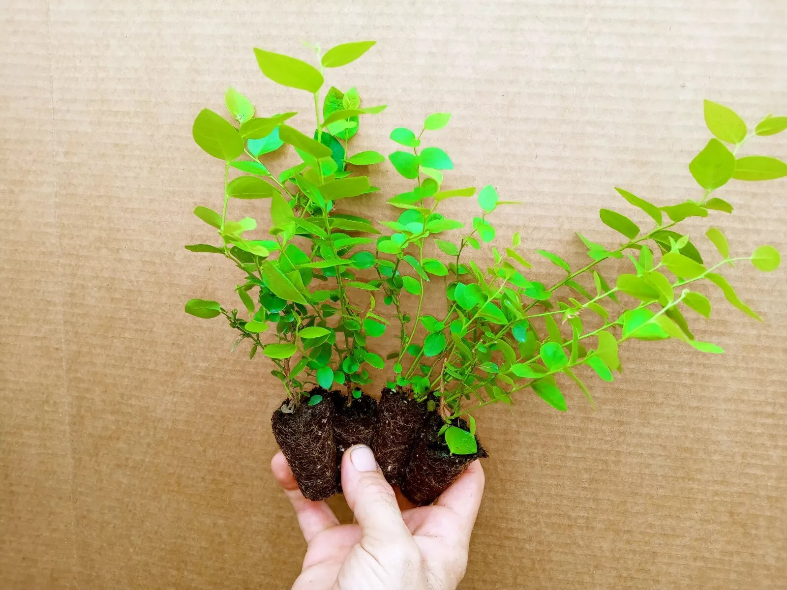 Blueberry Starter Plant Set of 4 Reka Variety Vaccinium corymbosum