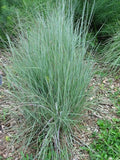 Little Bluestem Grass Seeds - 100 Count - Ornamental Perennial - Schizachyrium scoparium
