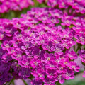 Cerise Queen Yarrow Seeds | Non-GMO | Flowering Herb Seeds | Achillea millefolium