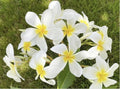 Rooted Plumeria Plant Cutting 21" Cloud 9 Large Flowers - Frangipani (Plumeria)