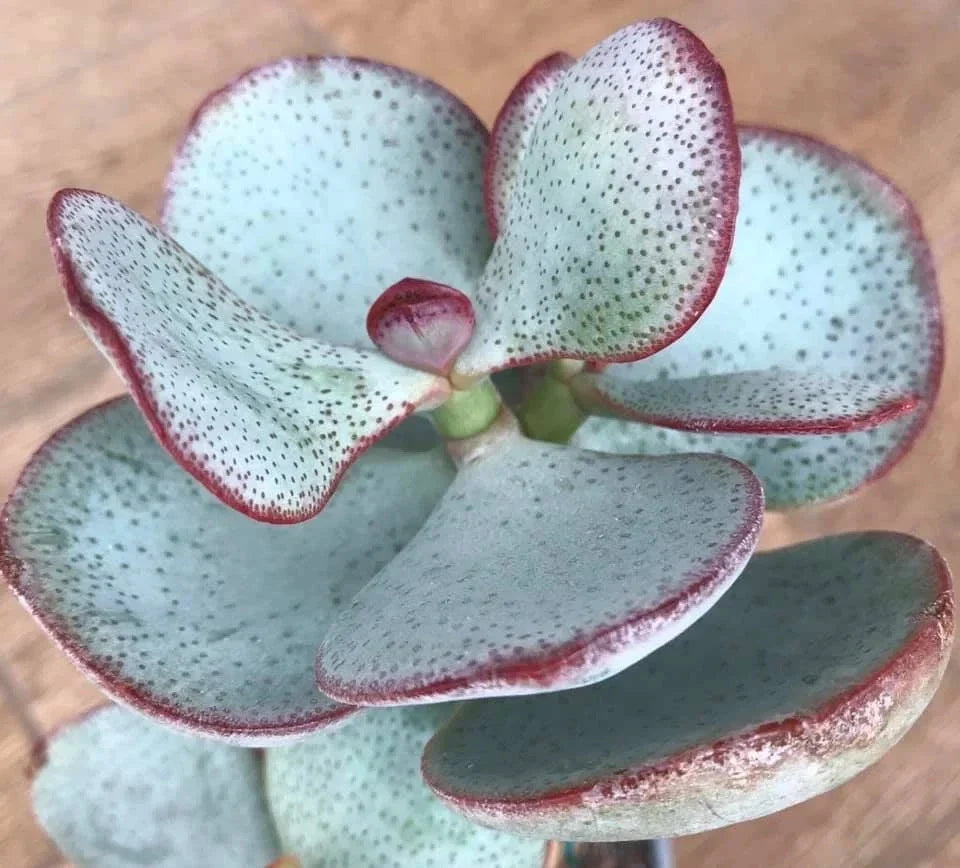 Silver Dollar Jade Cuttings - Crassula arborescens - Chinese Jade Succulent Plant Cuttings for Propagation