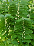 True Solomon Seal Plant - 8 Pack, Polygonatum biflorum, Perennial Ground Cover, Shade Garden, Native Wildflower