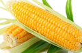 Sweet Golden Bantam Corn Seeds - 120+ Heirloom Organic NON-GMO - Zea mays
