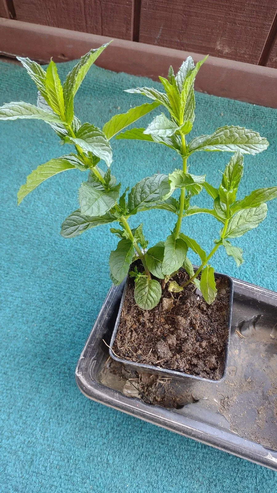 Organic Mojito Mint Plants 3-Pack - Mentha Villosa - Perennial Herb, Easy to Grow, Zones 5-9, Bare Root, 1-2 ft Tall
