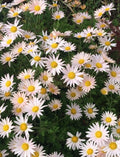 Pink Ryans Mums Live Plants - 12 Roots Chrysanthemum Perennial - Daisy Pink Color
