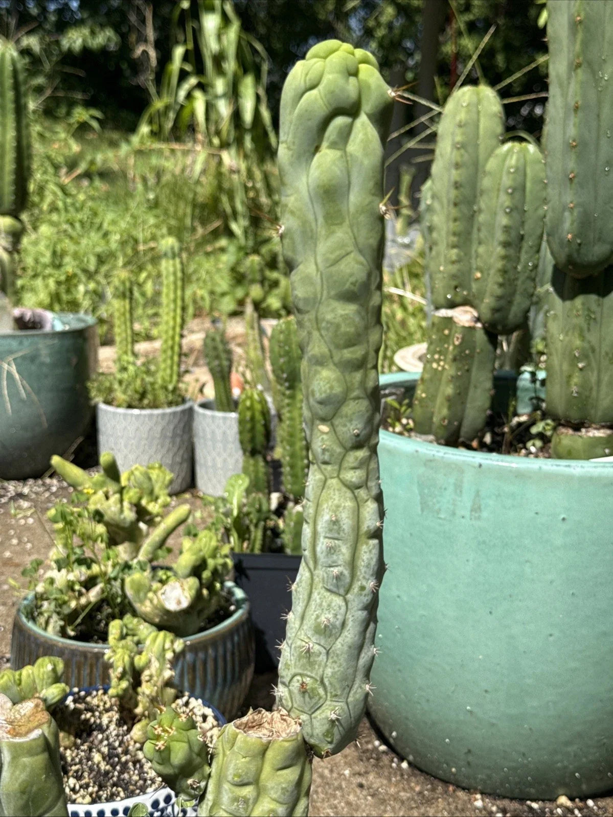 Echinopsis Bruce’s Dragon Cutting - 9” Pup - Unique Cactus Variety, Perfect for Indoor/Outdoor Gardens