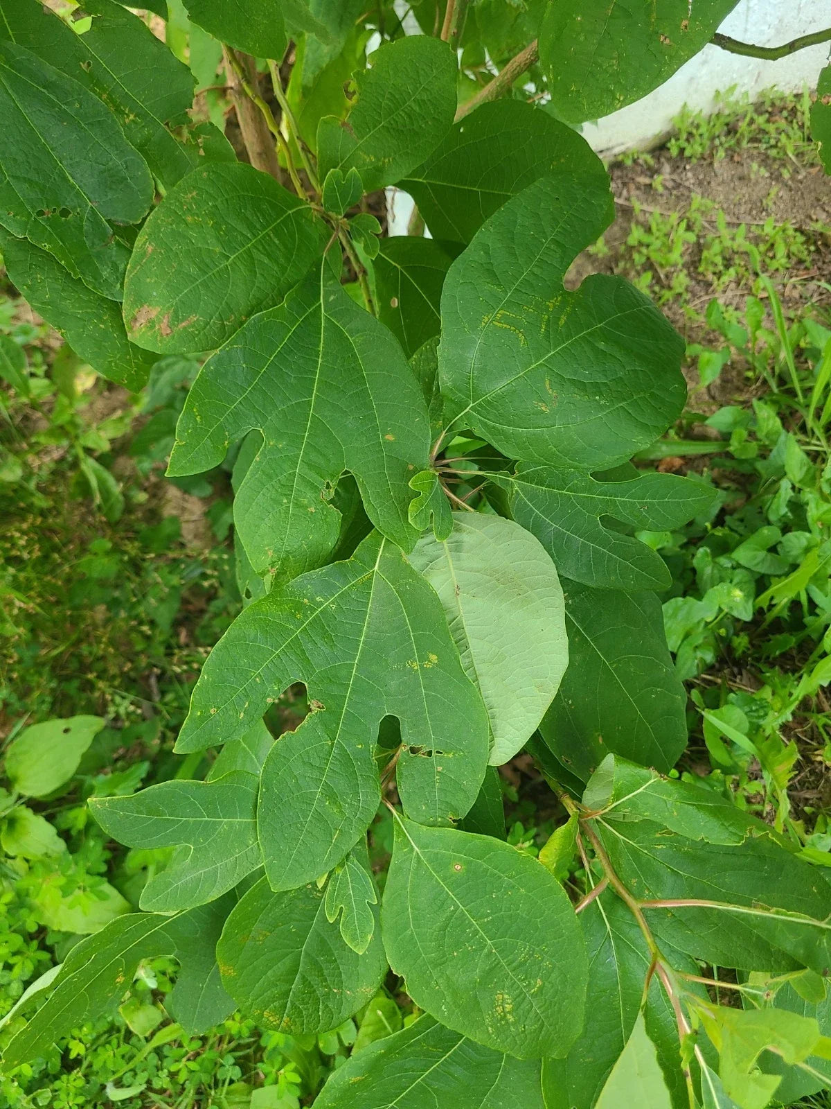 Organic Sassafras Trees - Bare Root - 5 to 11” - Fresh Dug Plants - Sassafras albidum