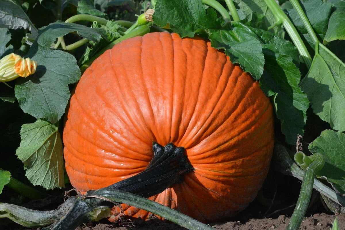 Pumpkin Seed - Fresh Large Jack O'Lantern - Everest Pumpkins - Cucurbita pepo