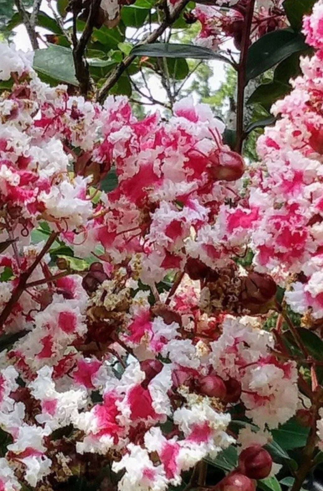 Crape Myrtle Cuttings - Rare Variegated Dark Pink & White - Lagerstroemia indica 'Queens Lace' - Fresh Cuttings