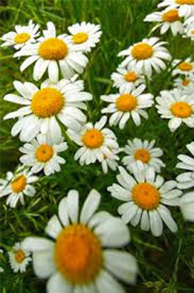German Chamomile Seeds - Heirloom, NON-GMO, 100+ Seeds, Matricaria chamomilla
