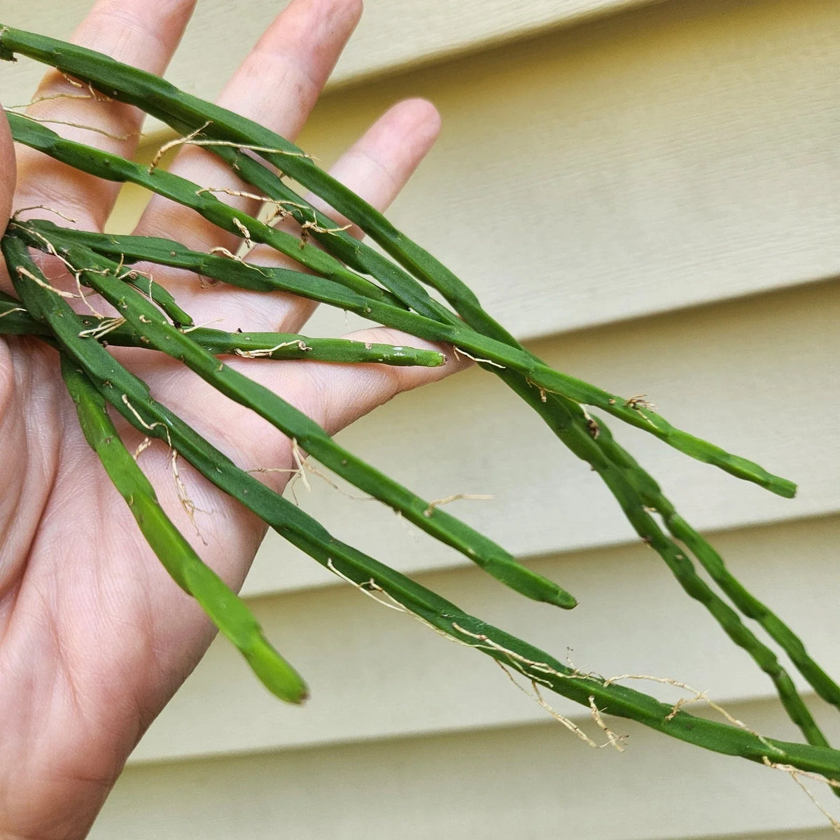 Rhipsalis Cuttings - 3 Pieces - Rhipsalis paradoxa - 6 Inches Each - Tropical Succulent Plant