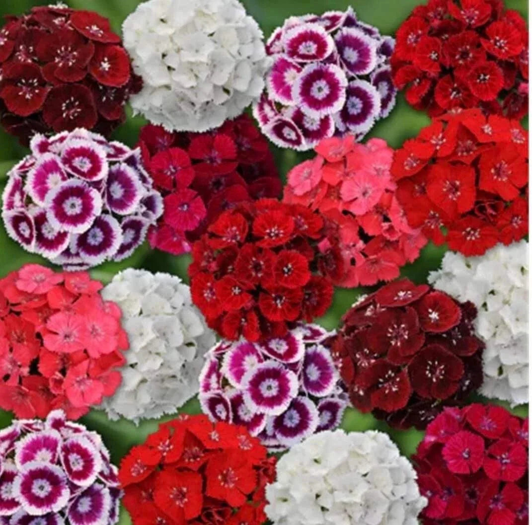 Sweet William Seeds - 200 Mixed Color Seeds - Dianthus barbatus