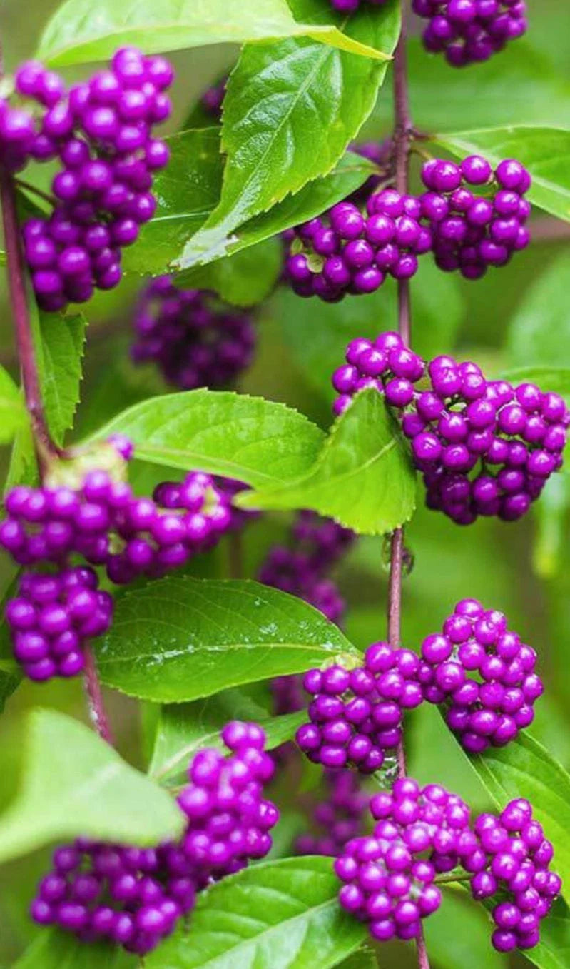 American Beauty Berry Bush Seedling 6" Tall Live Plant - Purple Berries, Callicarpa americana