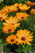 Yellow Cape Daisy Seeds - 200+ Pack for Garden Planting - Osteospermum - USA Grown - Free Shipping