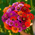 Purple Dream Mix Zinnia Seeds - 100+ Count - Garden Planting - Zinnia elegans - USA