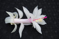 Christmas Cactus Starter Plant - Livia Variety - Schlumbergera Truncata - Indoor Houseplant Gift