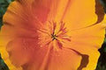 California Poppy Seeds, 1000 Pack, Bright Orange Flowers, Eschscholzia californica