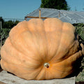 Dill's Atlantic Giant Pumpkin Seeds - 20 Heirloom, Non-GMO, World Record Variety - Perfect for Gardening and Competitions
