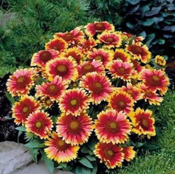 Gaillardia Arizona Sun Seeds, 100 Count, Bright Large Cut Flower, Gaillardia pulchella