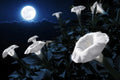 Tropical White Knight Vine - Exotic Night Blooms, Reflects Moonlight, Rare Plant for Night Gardens, Ipomoea alba