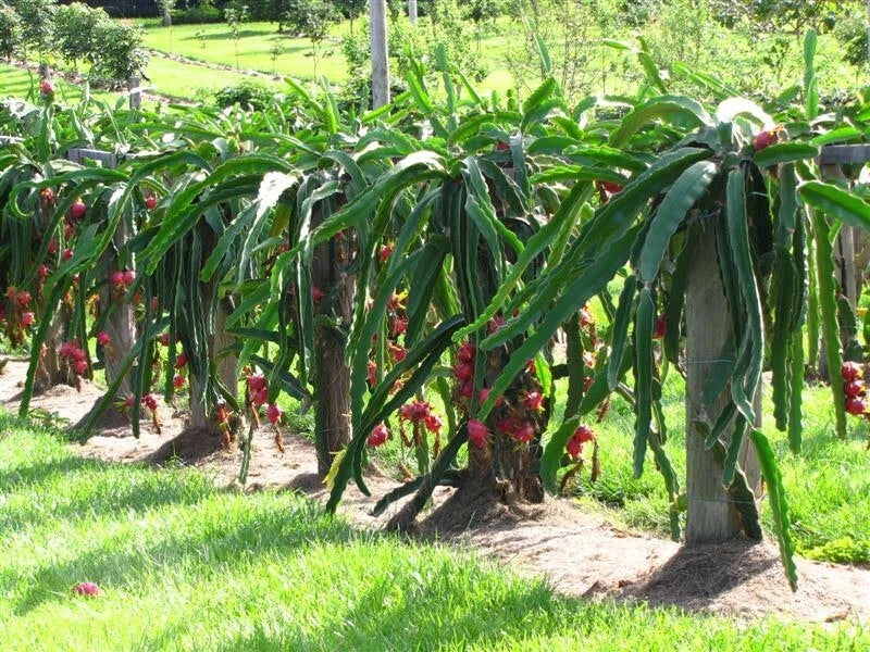 Dragon Fruit Cutting 6+ Inches White Pitaya Organic Hylocereus undatus