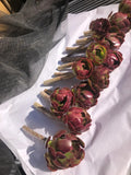 Red Aeoniums 2-4 inches Tall "Jack Catlin" - 4 Unrooted Cuttings - Succulent Variety