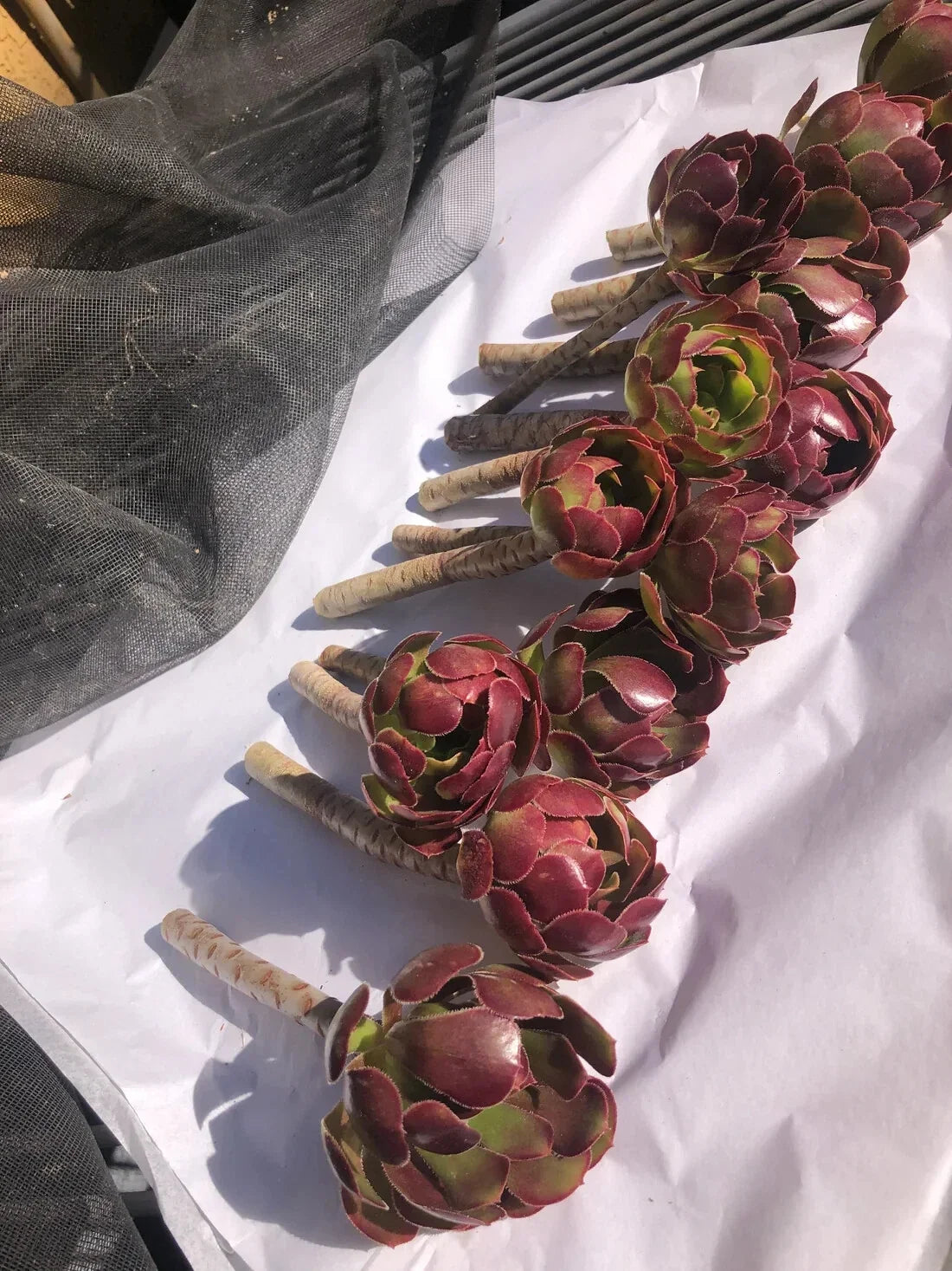 Red Aeoniums 2-4 inches Tall "Jack Catlin" - 4 Unrooted Cuttings - Succulent Variety