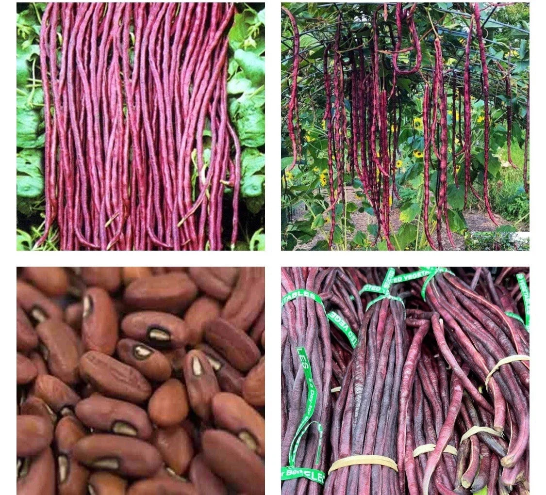 Purple-Red Yard Long Bean Seeds - 15+ Asian Chinese Noodle Beans (Vigna unguiculata) - String Beans, Sitaw