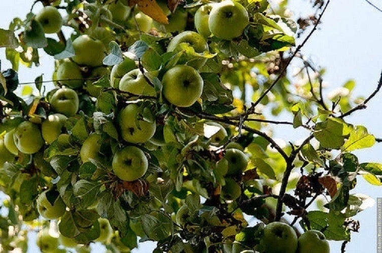 Cold Climate Apple Tree Bare Root or Potted - Zone 3 Variety, High Yield, Malus domestica