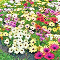 African Daisy Flower Seeds Mix - Cineraria Cape Marigold - Drought Tolerant, Easy to Grow, 201+ Seeds