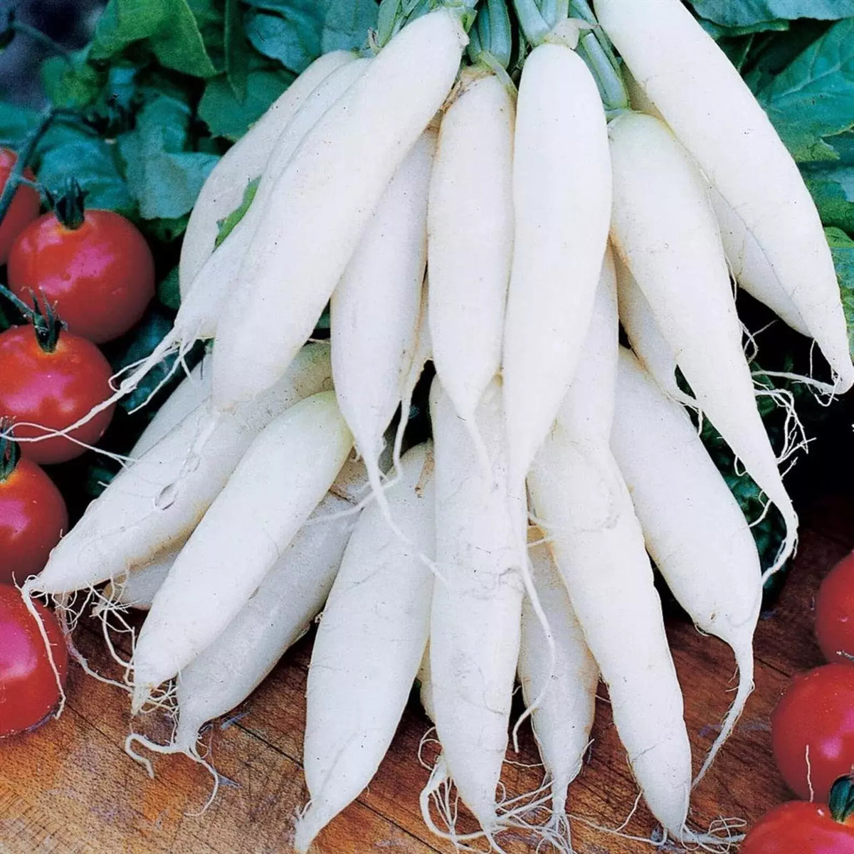 White Icicle Radish Seeds - Organic Heirloom - NON-GMO - 100+ Fresh Seeds - Rare Variety - Raphanus sativus