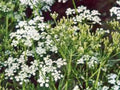 Caraway Herb Seeds - 20+ Seeds for Planting, Culinary Use, Carum carvi