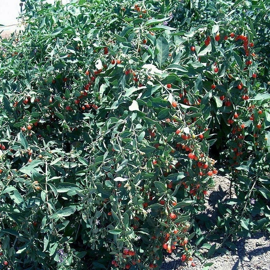 Goji Berry Cuttings - Fresh 20 Pack - Lycium barbarum - Will Flower & Fruit Soon