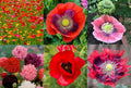 Landscaper's Pack Poppy Mix - Breadseed Variety, Non-GMO, 5000 Seeds, Papaver spp.