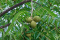 Black Walnut Tree 12-24" Tall Bare Root Juglans nigra - American Black Walnut Seedling