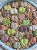 Live Lithops Succulents 10pc Assorted Bare Root Wedding Favors (0.6-0.8") - Unique Plants for Succulent Lovers