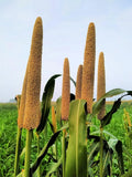 Pearl Millet Grass Seeds - Pennisetum glaucum - Ornamental Grass for Planting - Drought-Resistant, Easy to Grow