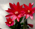 Red Easter Cactus Cuttings - 3 Fresh Cuttings - Rhipsalidopsis gaertneri - Perfect for Plant Propagation