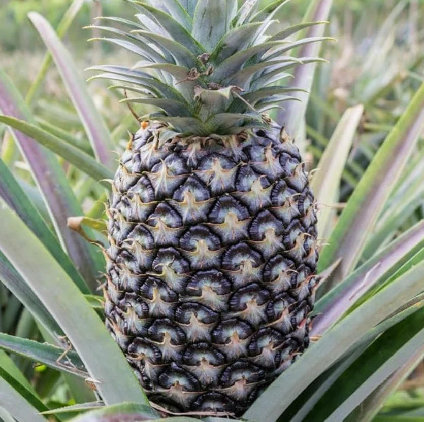White Jade Pineapple Starter Plant – 2 Planted Rooted Live Fruit Trees – No Pot - Ananas comosus