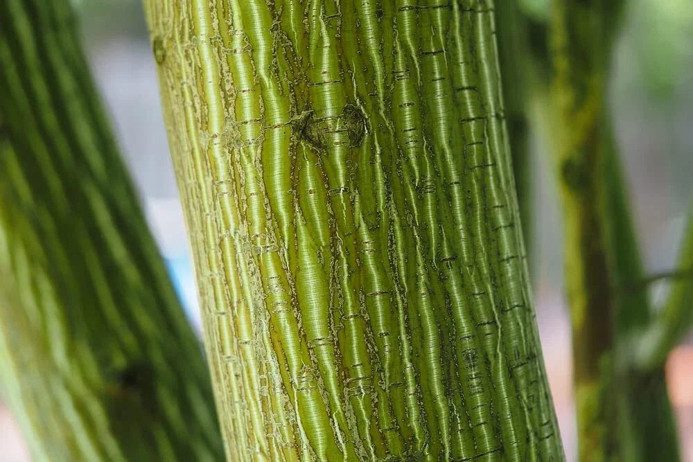 Snake Bark Maple Tree Seeds - 30 Seeds - Acer capillipes - Ideal for Planting and Landscaping