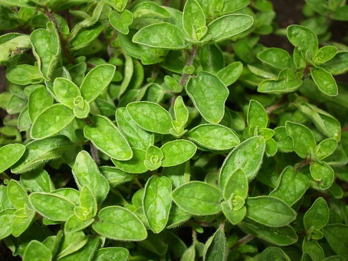 Greek True Oregano Seeds - Non-GMO Herb Seeds for Gardening - Origanum vulgare subsp. hirtum - Shipped with Tracking