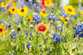 Wild Flower Mix Seed Packet - Open-Pollinated Bulk Flower Seeds for Beautiful Gardens - Various Colors